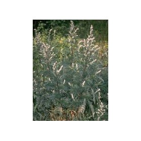 TSA ARTEMISIA VULGARIS 50ML