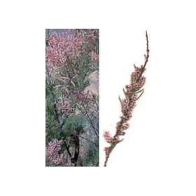 MSA TAMARIX GALLICA 50ML