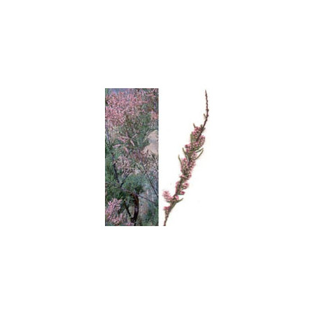 MSA TAMARIX GALLICA 50ML